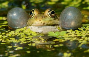 A new method for dating ancient earthquakes Study traces evolution of acoustic communication