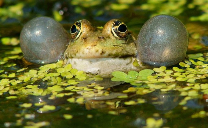 Study traces evolution of acoustic communication