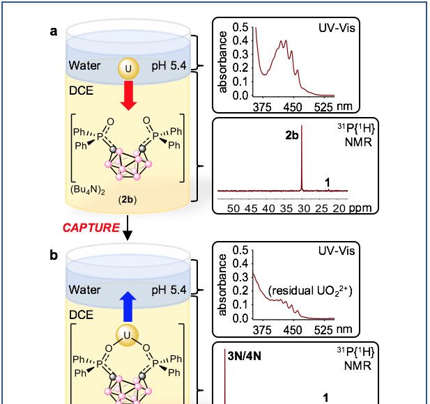 Team develops an electrochemical method for extracting uranium and potentially other metal ions from solution