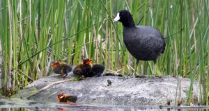 The mysterious case of the ornamented coot chicks has a surprising explanation