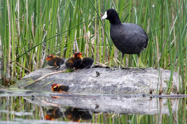 The mysterious case of the ornamented coot chicks has a surprising explanation The mysterious case of the ornamented coot chicks has a surprising explanation