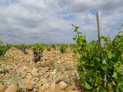 Wine regions could shrink dramatically with climate change unless growers swap varieties scaled