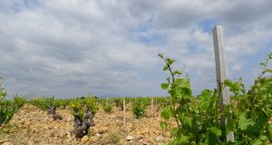 Wine regions could shrink dramatically with climate change unless growers swap varieties scaled