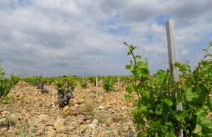 Wine regions could shrink dramatically with climate change unless growers swap varieties Wine regions could shrink dramatically with climate change unless growers swap varieties scaled