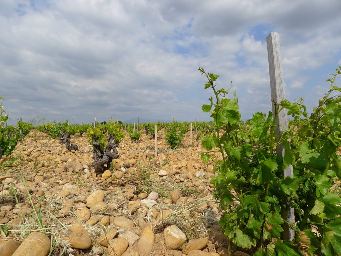 Wine regions could shrink dramatically with climate change unless growers swap varieties Wine regions could shrink dramatically with climate change unless growers swap varieties scaled