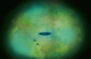 XMM-Newton discovers scorching gas in Milky Way’s halo XMM Newton discovers scorching gas in Milky Ways halo scaled