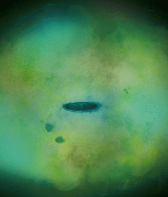 XMM-Newton discovers scorching gas in Milky Way’s halo XMM Newton discovers scorching gas in Milky Ways halo scaled