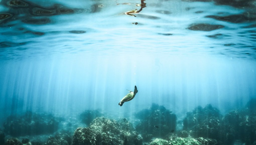 A plan to save Earths oceans