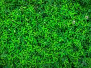 As our planet gets greener plants are slowing global warming