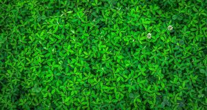 As our planet gets greener plants are slowing global warming