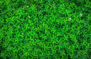 As our planet gets greener, plants are slowing global warming As our planet gets greener plants are slowing global warming