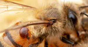 Bacteria engineered to protect bees from pests and pathogens