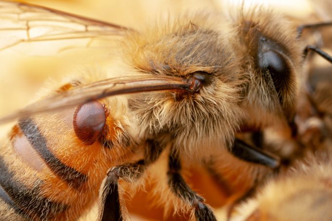 Bacteria engineered to protect bees from pests and pathogens Bacteria engineered to protect bees from pests and pathogens