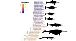 Boom and bust for ancient sea dragons