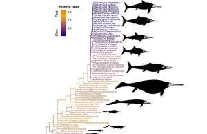 Boom and bust for ancient sea dragons Boom and bust for ancient sea dragons