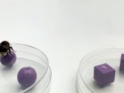 Bumblebees can experience an object using one sense and later recognize it using another scaled