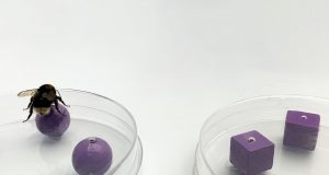 Bumblebees can experience an object using one sense and later recognize it using another scaled