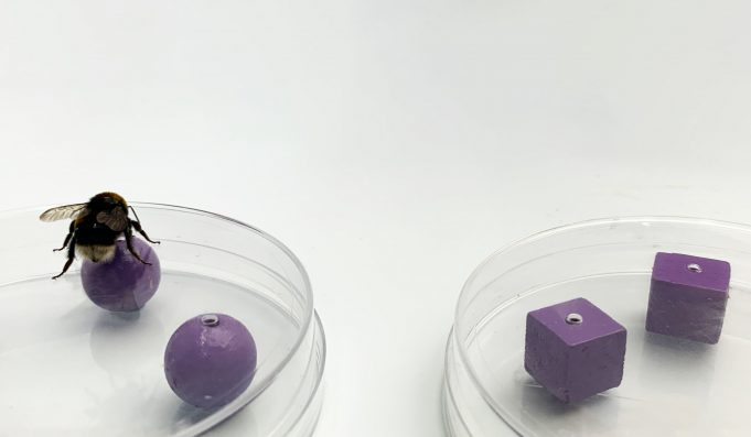 Bumblebees can experience an object using one sense and later recognize it using another Bumblebees can experience an object using one sense and later recognize it using another scaled