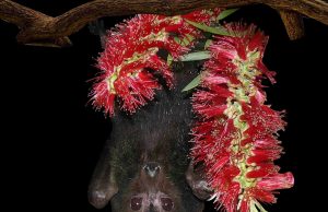 Coronavirus outbreak raises question: Why are bat viruses so deadly? Coronavirus outbreak raises question