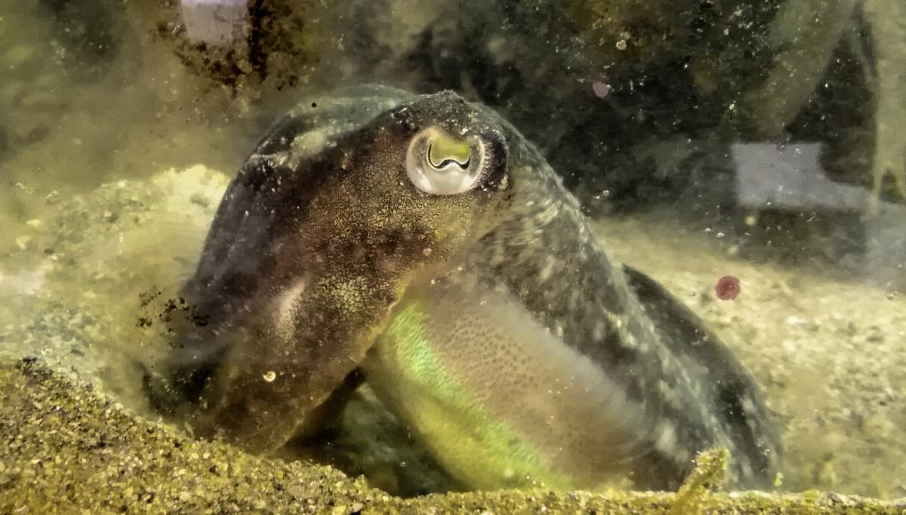 Cuttlefish eat less for lunch when they know therell be shrimp for dinner