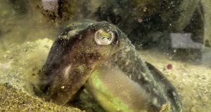 Cuttlefish eat less for lunch when they know therell be shrimp for dinner
