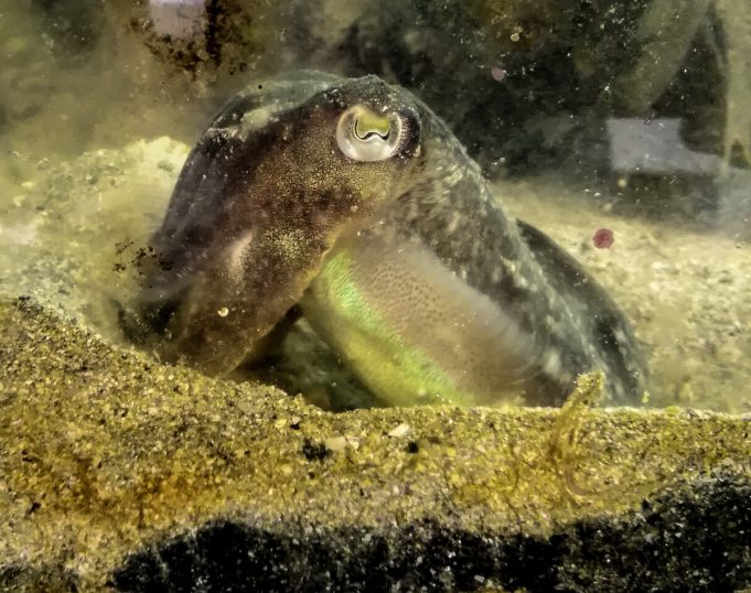 Cuttlefish eat less for lunch when they know there’ll be shrimp for dinner Cuttlefish eat less for lunch when they know therell be shrimp for dinner