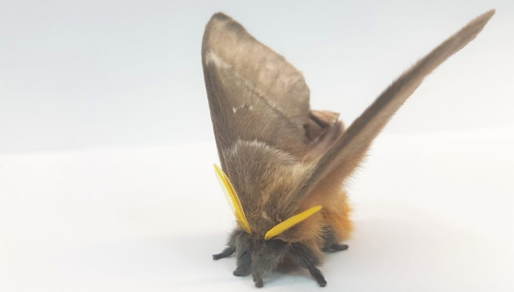 Deaf moths evolved noise cancelling scales to evade predators scaled
