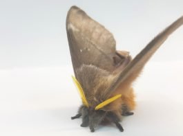 Deaf moths evolved noise cancelling scales to evade predators scaled