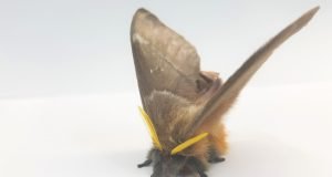 Deaf moths evolved noise cancelling scales to evade predators scaled