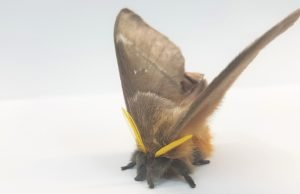 Deaf moths evolved noise-cancelling scales to evade predators Deaf moths evolved noise cancelling scales to evade predators scaled