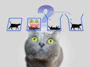 Deconstructing Schrödingers cat