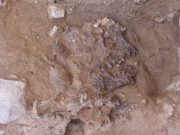 Discovery at flower burial site could unravel mystery of Neanderthal death rites