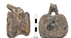 Disease found in fossilized dinosaur tail afflicts humans to this day
