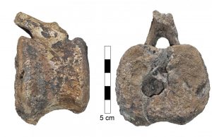 Disease found in fossilized dinosaur tail afflicts humans to this day Disease found in fossilized dinosaur tail afflicts humans to this day