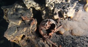 Early North Americans may have been more diverse than previously suspected scaled