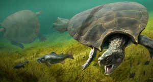 Extinct giant turtle had horned shell of up to three meters