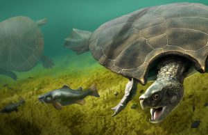 Extinct giant turtle had horned shell of up to three meters Extinct giant turtle had horned shell of up to three meters