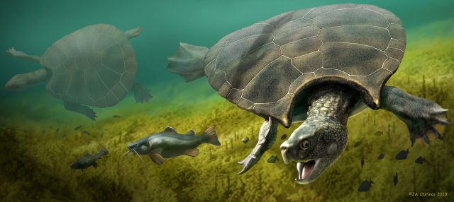 Extinct giant turtle had horned shell of up to three meters Extinct giant turtle had horned shell of up to three meters