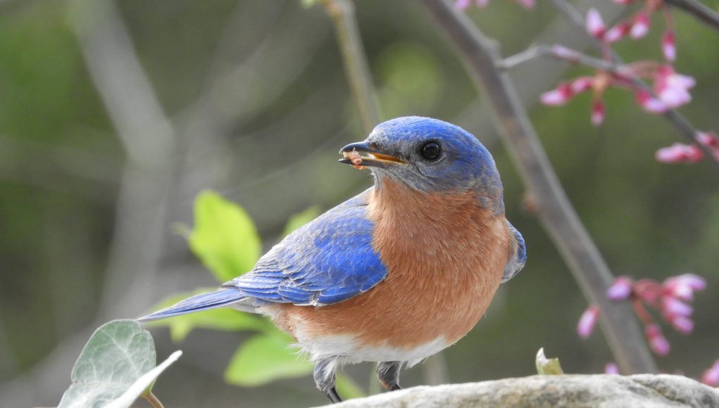 Feeding bluebirds helps fend off parasites scaled