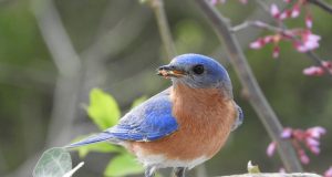 Feeding bluebirds helps fend off parasites scaled