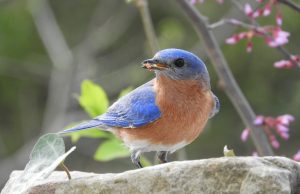 Feeding bluebirds helps fend off parasites Feeding bluebirds helps fend off parasites scaled
