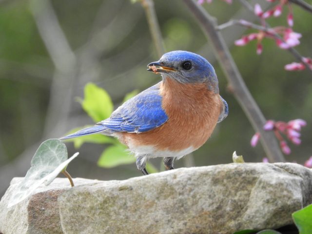Feeding bluebirds helps fend off parasites scaled Feeding bluebirds helps fend off parasites scaled