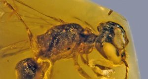 Fossilized insect from 100 million years ago is oldest record of primitive bee with pollen