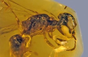 Fossilized insect from 100 million years ago is oldest record of primitive bee with pollen Fossilized insect from 100 million years ago is oldest record of primitive bee with pollen