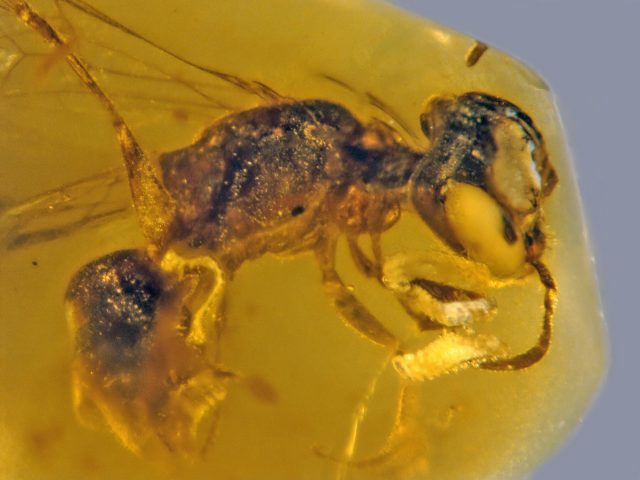 Fossilized insect from 100 million years ago is oldest record of primitive bee with pollen Fossilized insect from 100 million years ago is oldest record of primitive bee with pollen