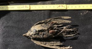 Frozen bird turns out to be 46000 year old horned lark