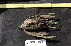 Frozen bird turns out to be 46,000-year-old horned lark Frozen bird turns out to be 46000 year old horned lark