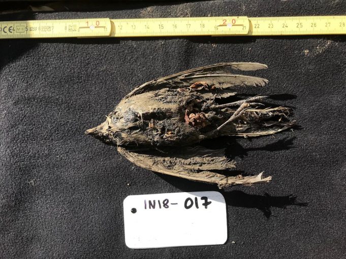 Frozen bird turns out to be 46,000-year-old horned lark Frozen bird turns out to be 46000 year old horned lark