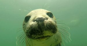 Grey seals discovered clapping underwater to communicate