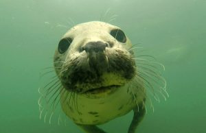 Grey seals discovered clapping underwater to communicate Grey seals discovered clapping underwater to communicate